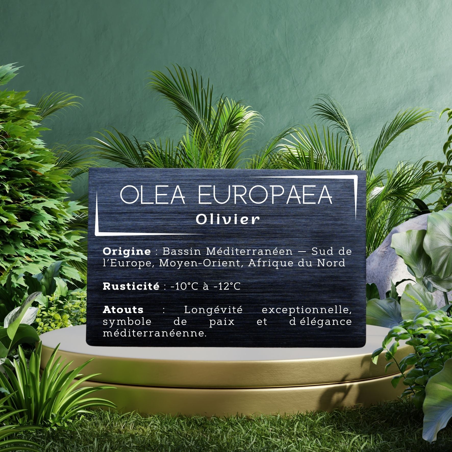 Plaque aluminium anodisé brossé - Olea Europaea