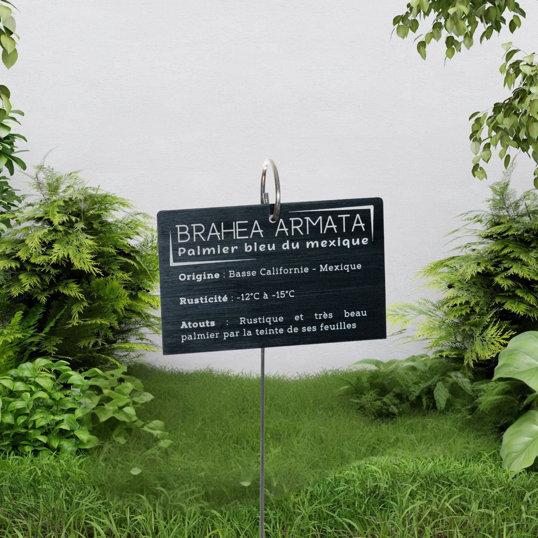 Piquet spirale + Plaque d'identification végétale aluminium anodisé brossé