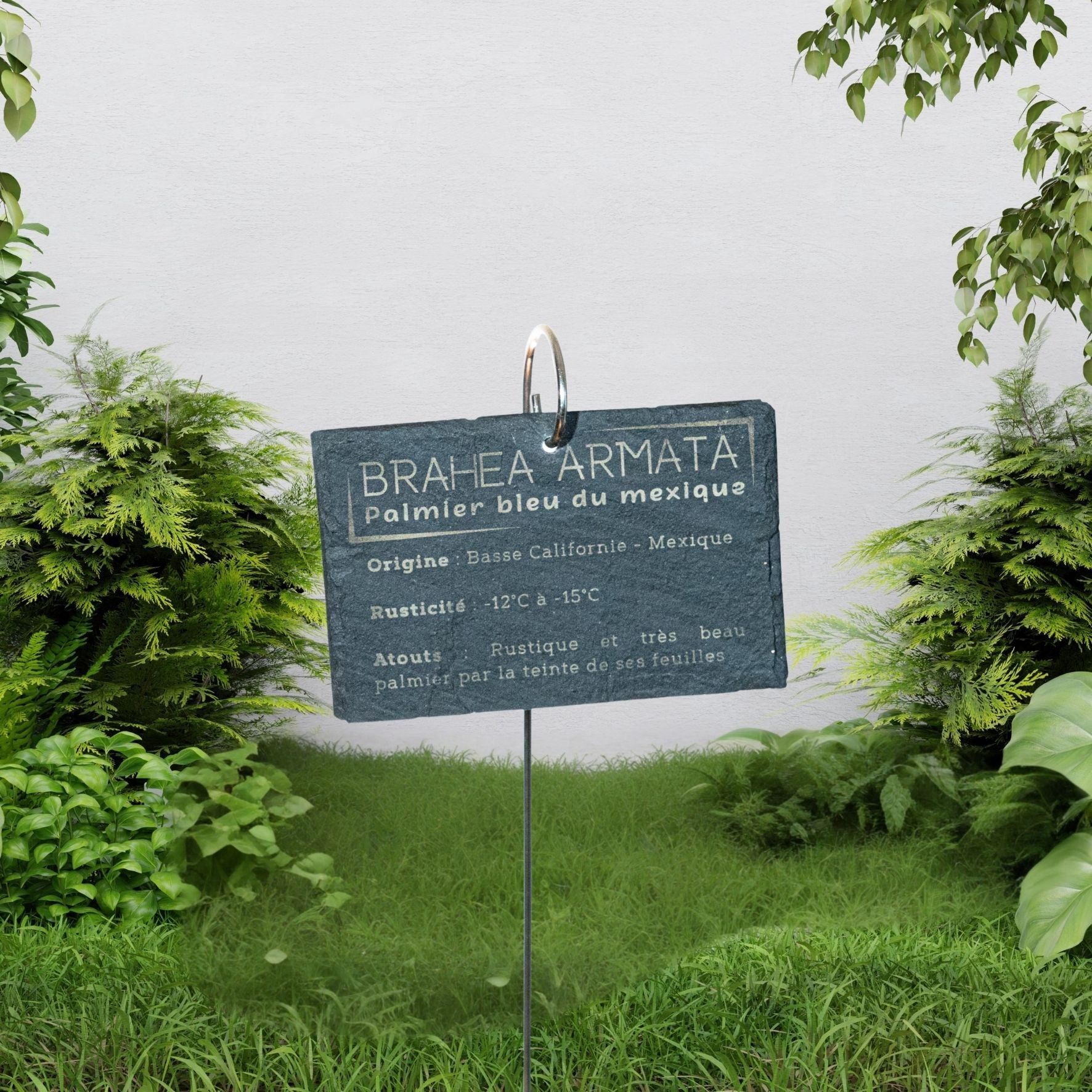 Piquet spirale + Plaque d'identification végétale ardoise