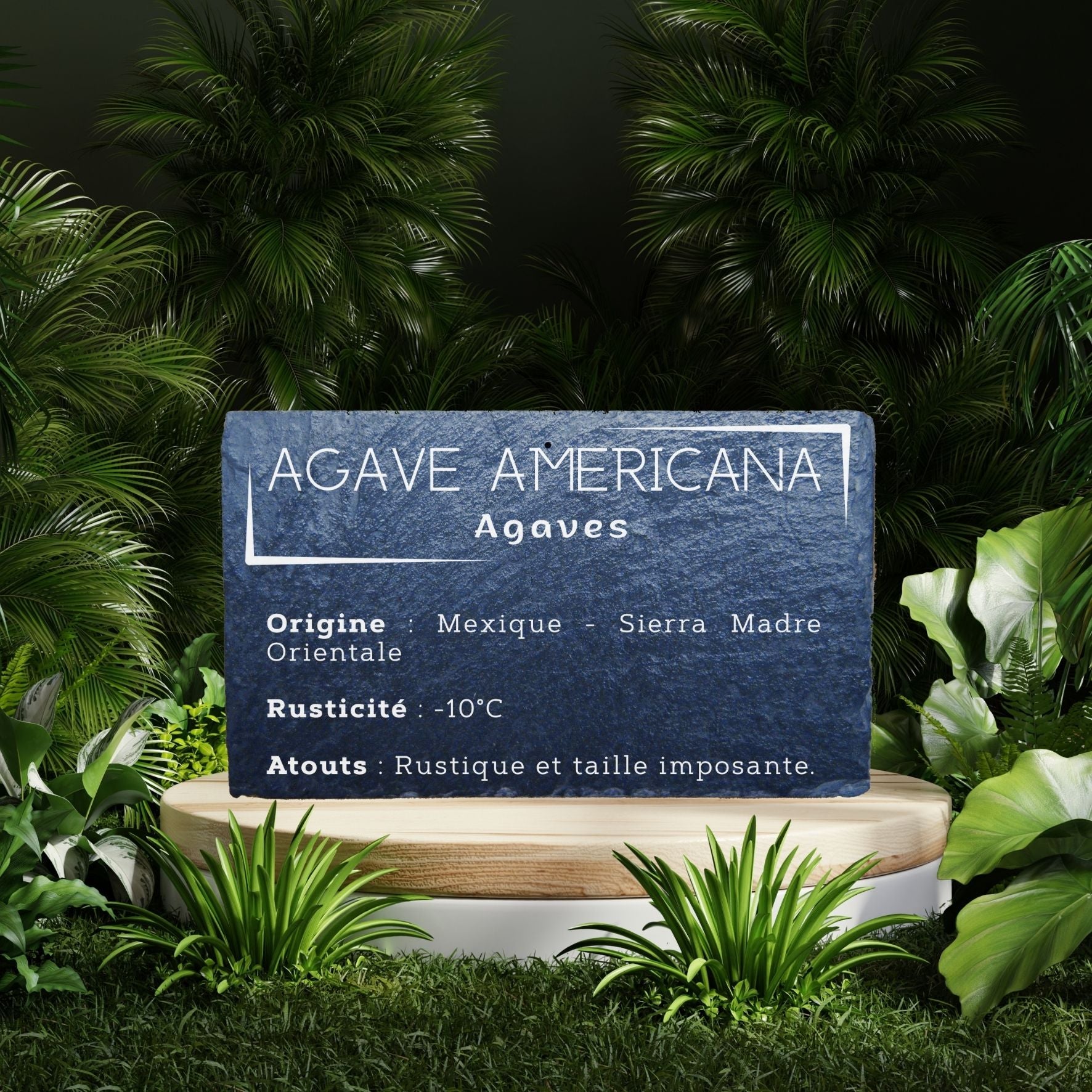 Plaque ardoise - Agave Americana