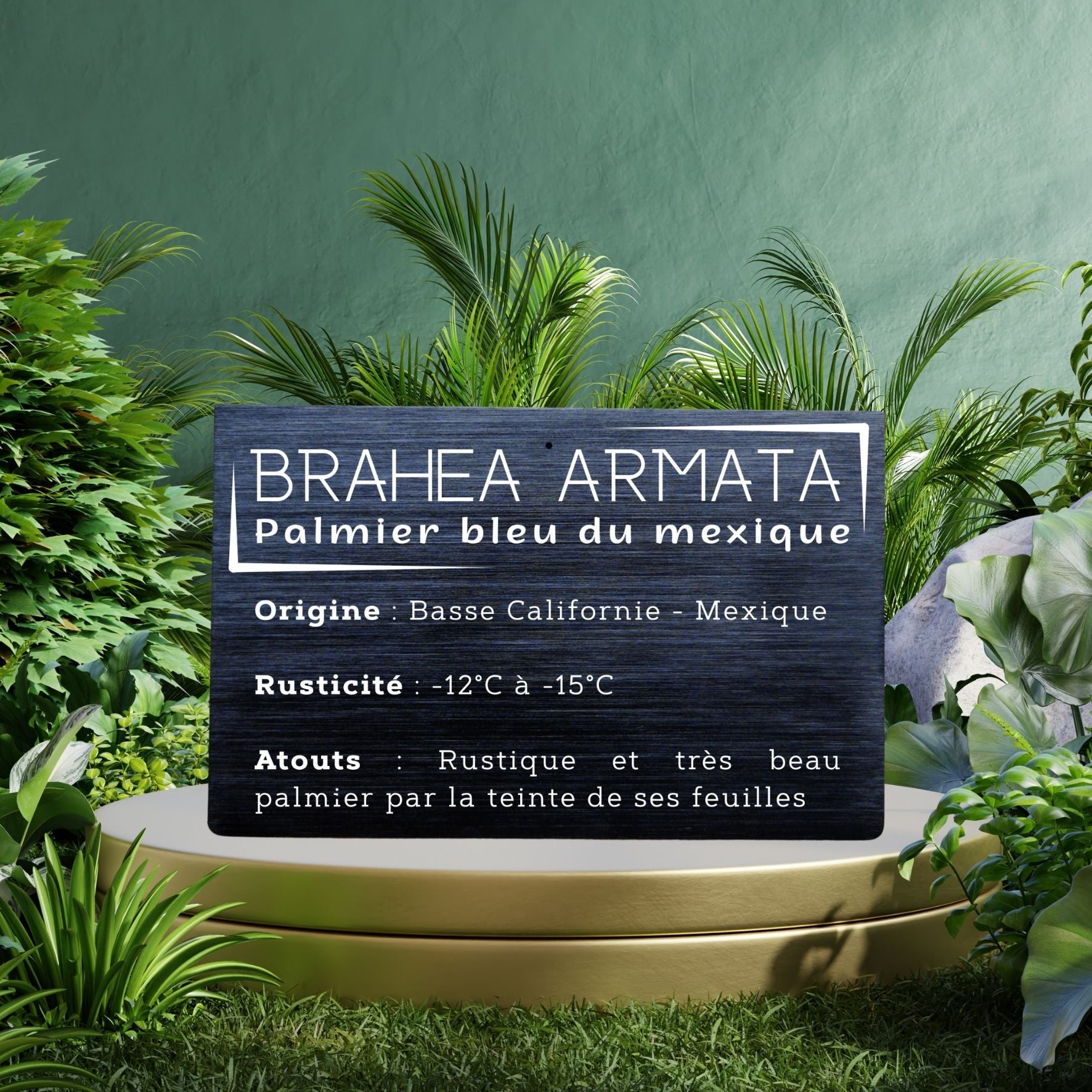 Plaque aluminium anodisé brossé - Brahea Armata