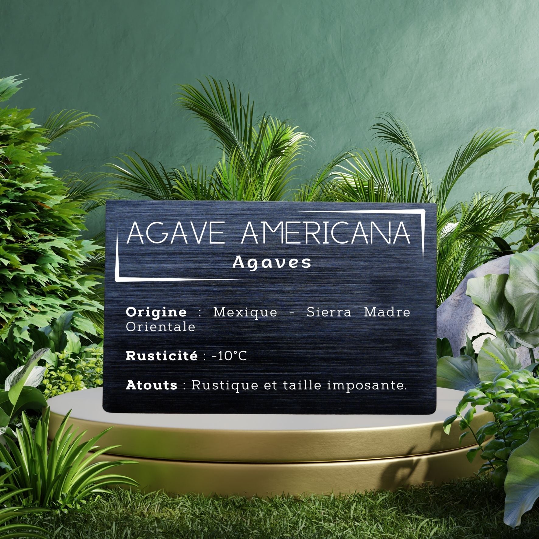 Plaque aluminium anodisé brossé - Agave Americana